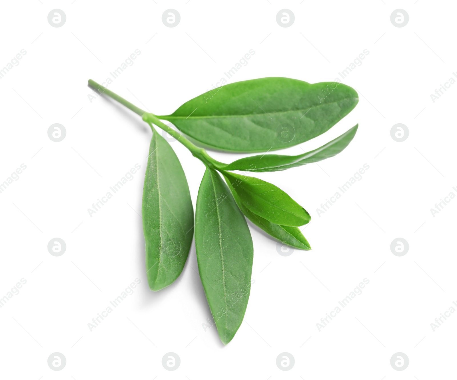 Photo of Beautiful spring green leaves on white background