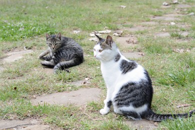 Photo of Lonely stray cats on green grass outdoors. Homeless pets