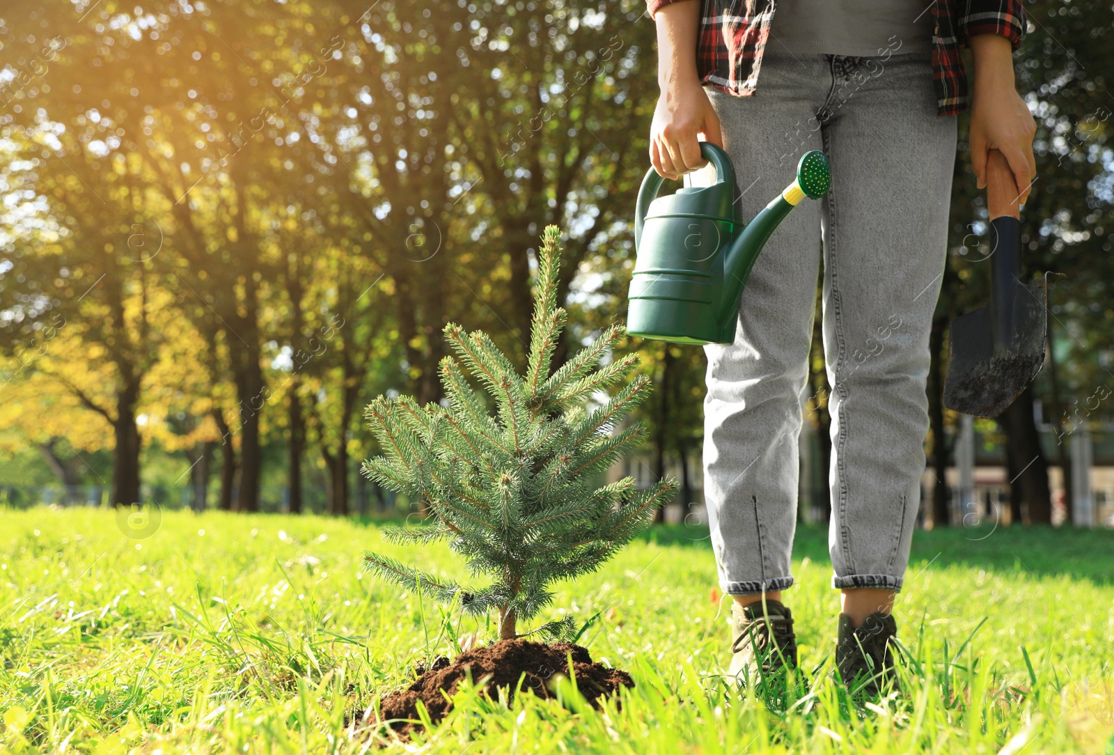 Photo of Woman with watering can and shovel near newly planted conifer tree in park on sunny day, closeup