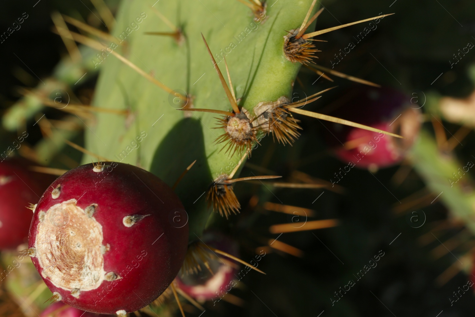 Photo of Beautiful prickly pear cactus growing outdoors on sunny day, closeup. Space for text