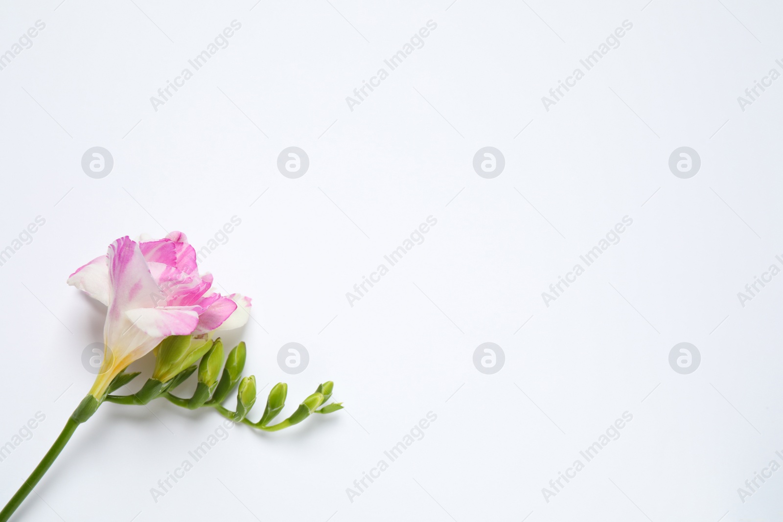 Photo of Beautiful blooming pink freesia on white background, top view. Space for text