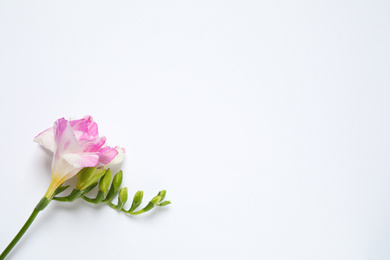 Photo of Beautiful blooming pink freesia on white background, top view. Space for text