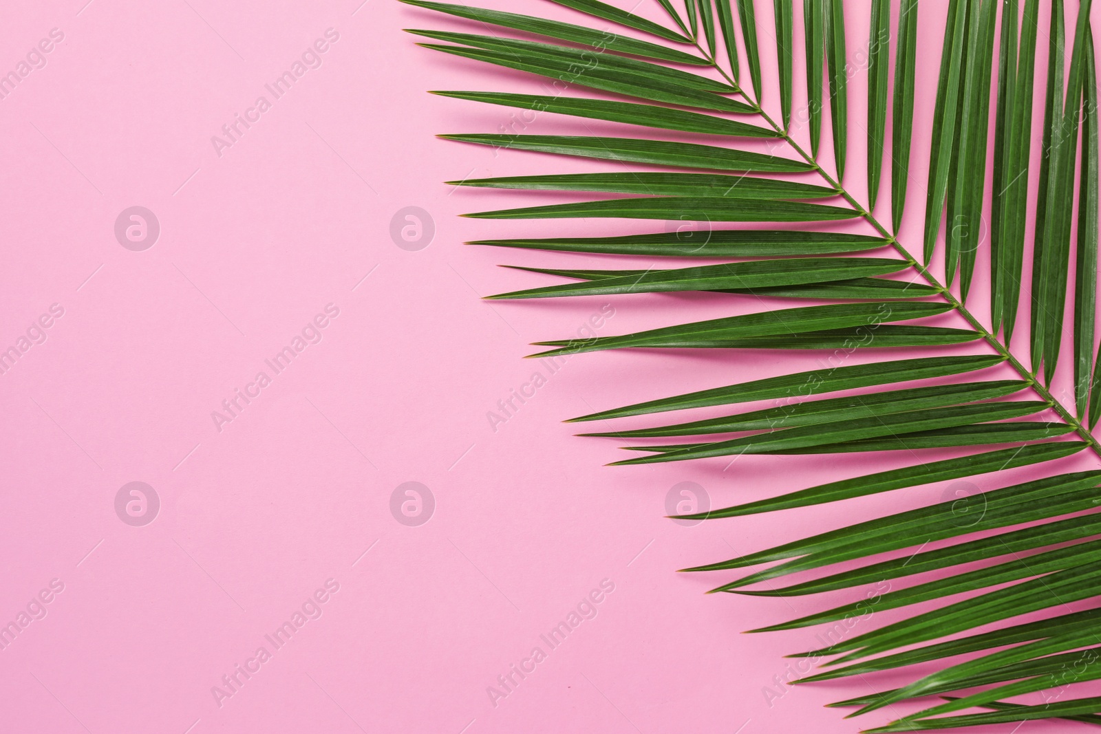 Photo of Beautiful tropical leaf on color background, top view