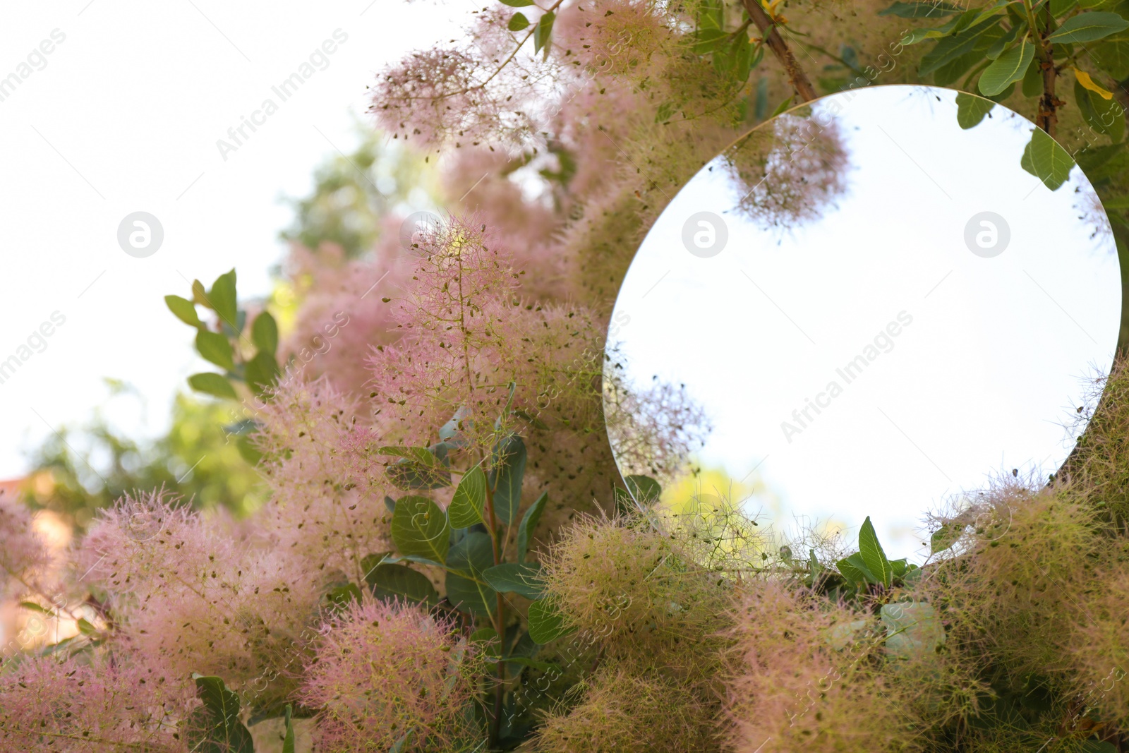 Photo of Round mirror among branches of smoke bush reflecting sky. Space for text