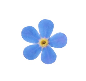 Photo of Beautiful blue Forget-me-not flower isolated on white