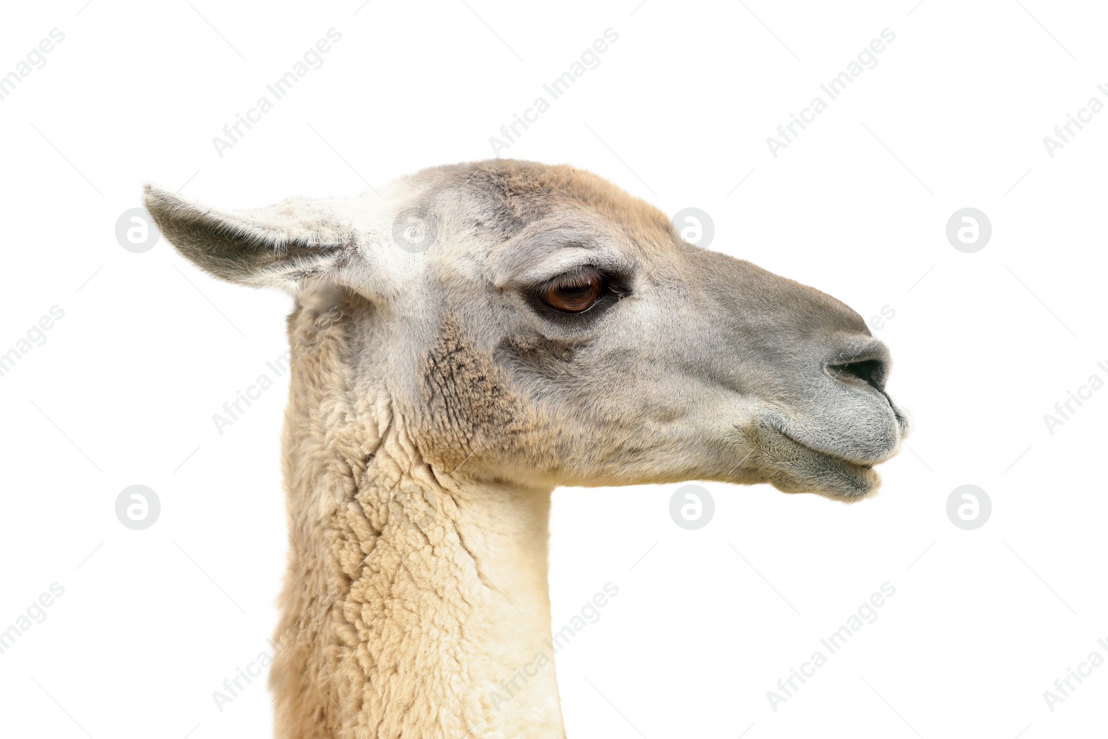 Image of Cute guanaco on white background, closeup. Wild animal