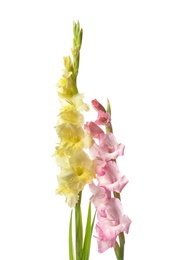 Beautiful gladiolus flowers on white background