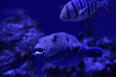 Photo of Beautiful pufferfish swimming in clear toned blue aquarium, closeup