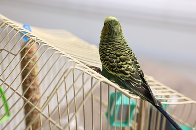 Photo of Beautiful bright parrot on cage indoors. Exotic pet