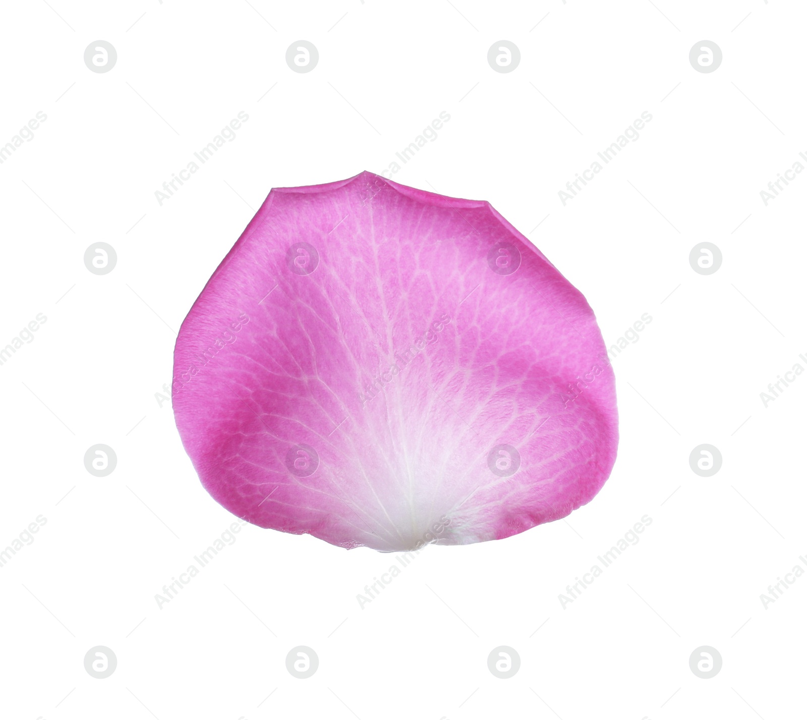 Photo of Pink rose flower petal on white background