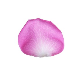 Photo of Pink rose flower petal on white background