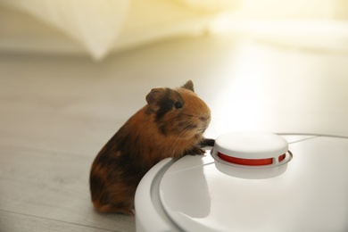 Photo of Modern robotic vacuum cleaner and guinea pig on floor at home, closeup