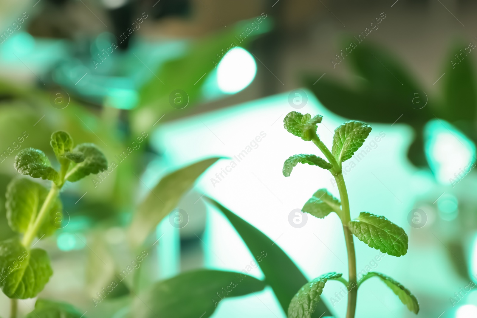Photo of Green plants on blurred background, closeup. Biological chemistry