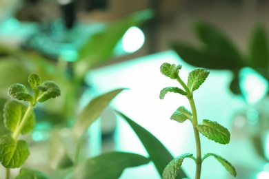 Photo of Green plants on blurred background, closeup. Biological chemistry