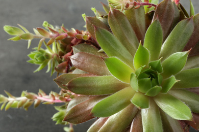 Beautiful echeveria on grey background, top view. Succulent plant