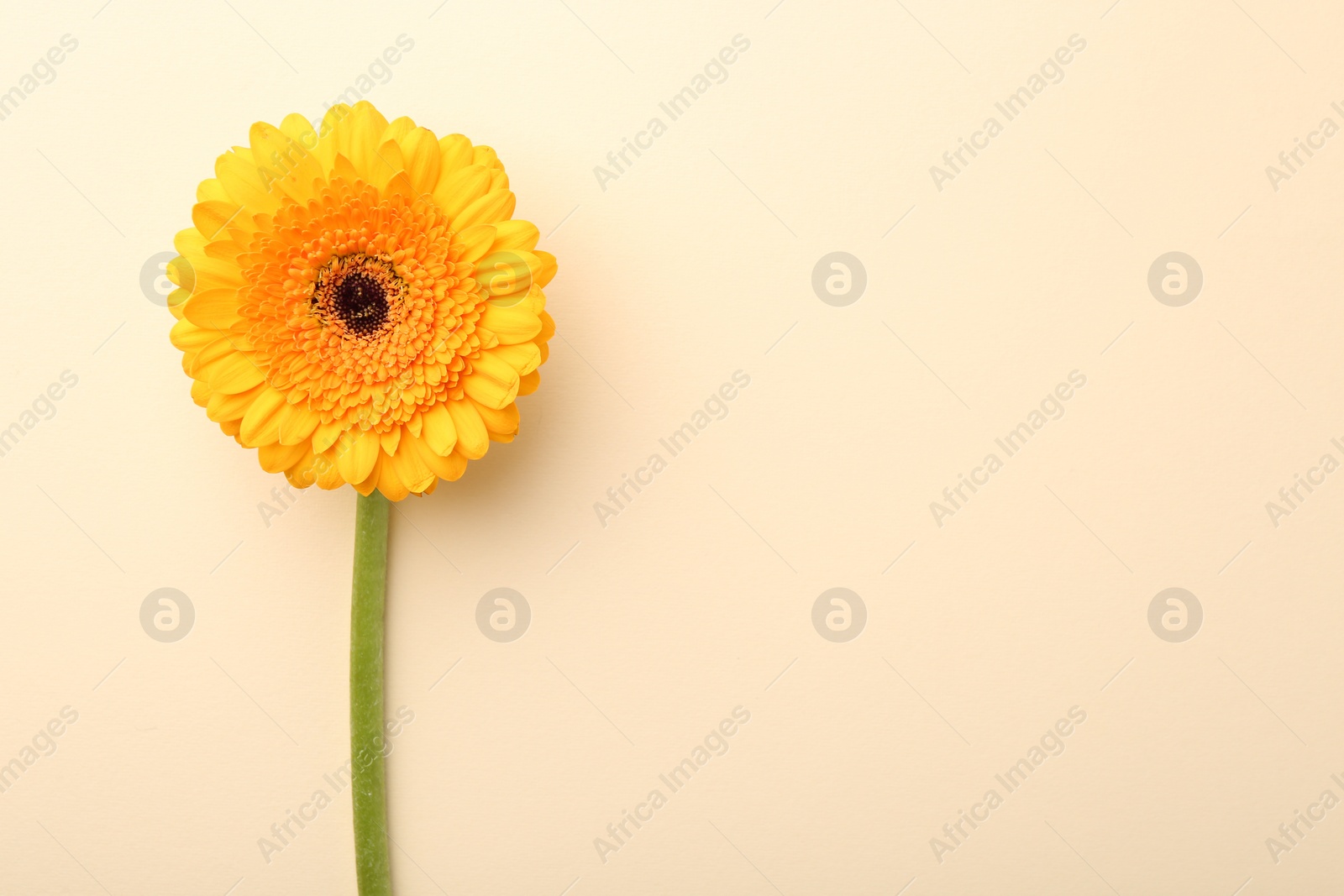 Photo of Beautiful yellow gerbera flower on beige background, top view. Space for text