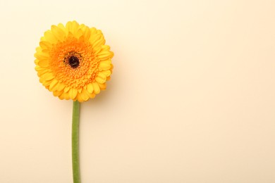 Photo of Beautiful yellow gerbera flower on beige background, top view. Space for text