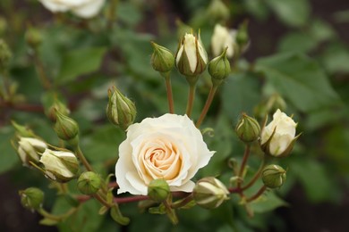 Photo of Closeup view of beautiful blooming rose bush outdoors