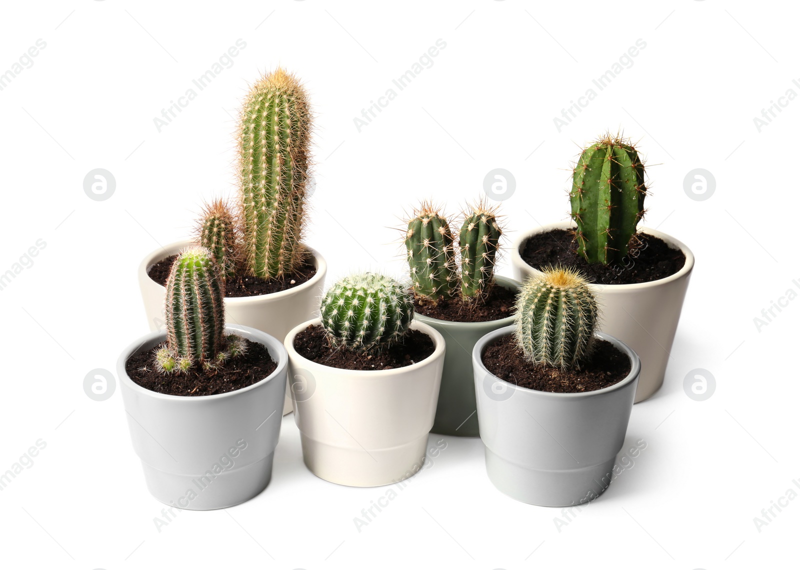 Photo of Many different cacti in pots on white background