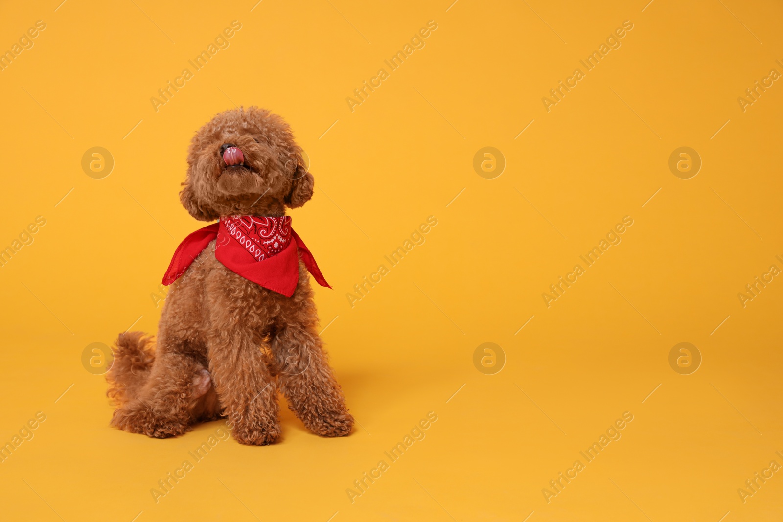 Photo of Cute Maltipoo dog with bandana on orange background. Space for text