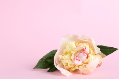 Photo of Beautiful white peony flower on pink background. Space for text