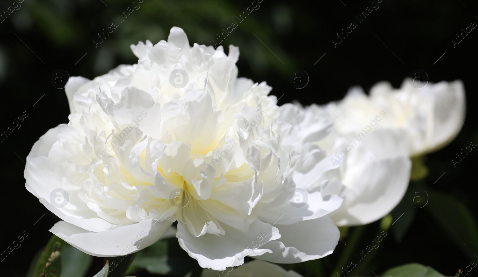 Photo of Closeup view of blooming white peony bush outdoors