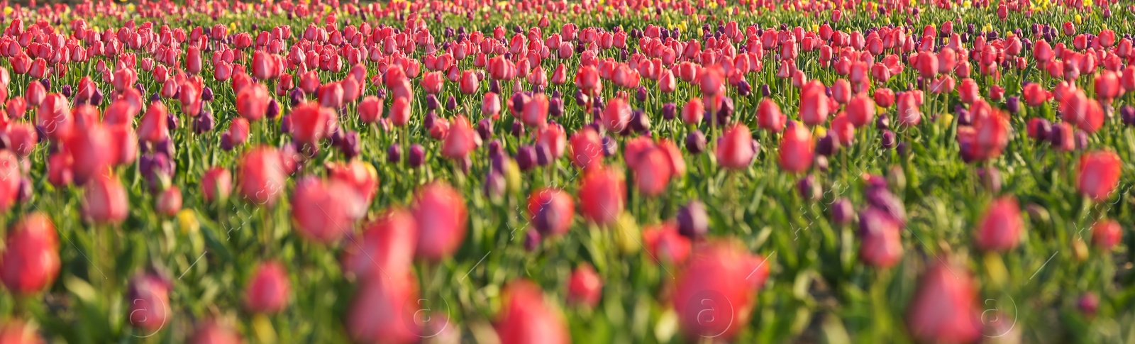 Photo of Field with fresh beautiful tulips. Blooming flowers