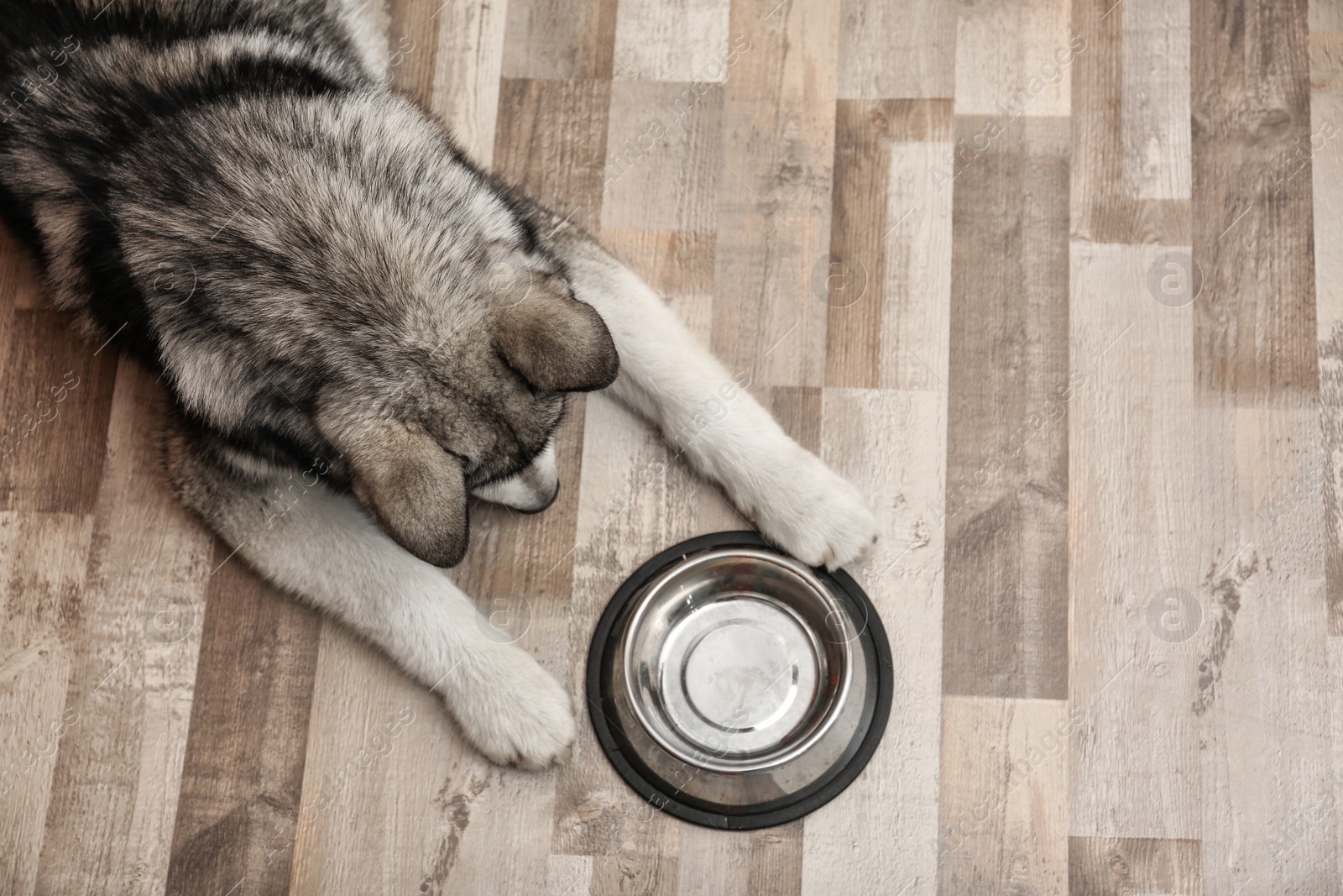 Photo of Cute Alaskan Malamute dog with bowl lying on floor, top view