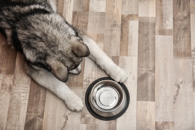 Cute Alaskan Malamute dog with bowl lying on floor, top view