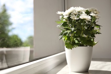 Photo of Beautiful potted chrysanthemum flowers on white window sill indoors. Space for text