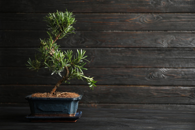 Photo of Japanese bonsai plant on black wooden table, space for text. Creating zen atmosphere at home