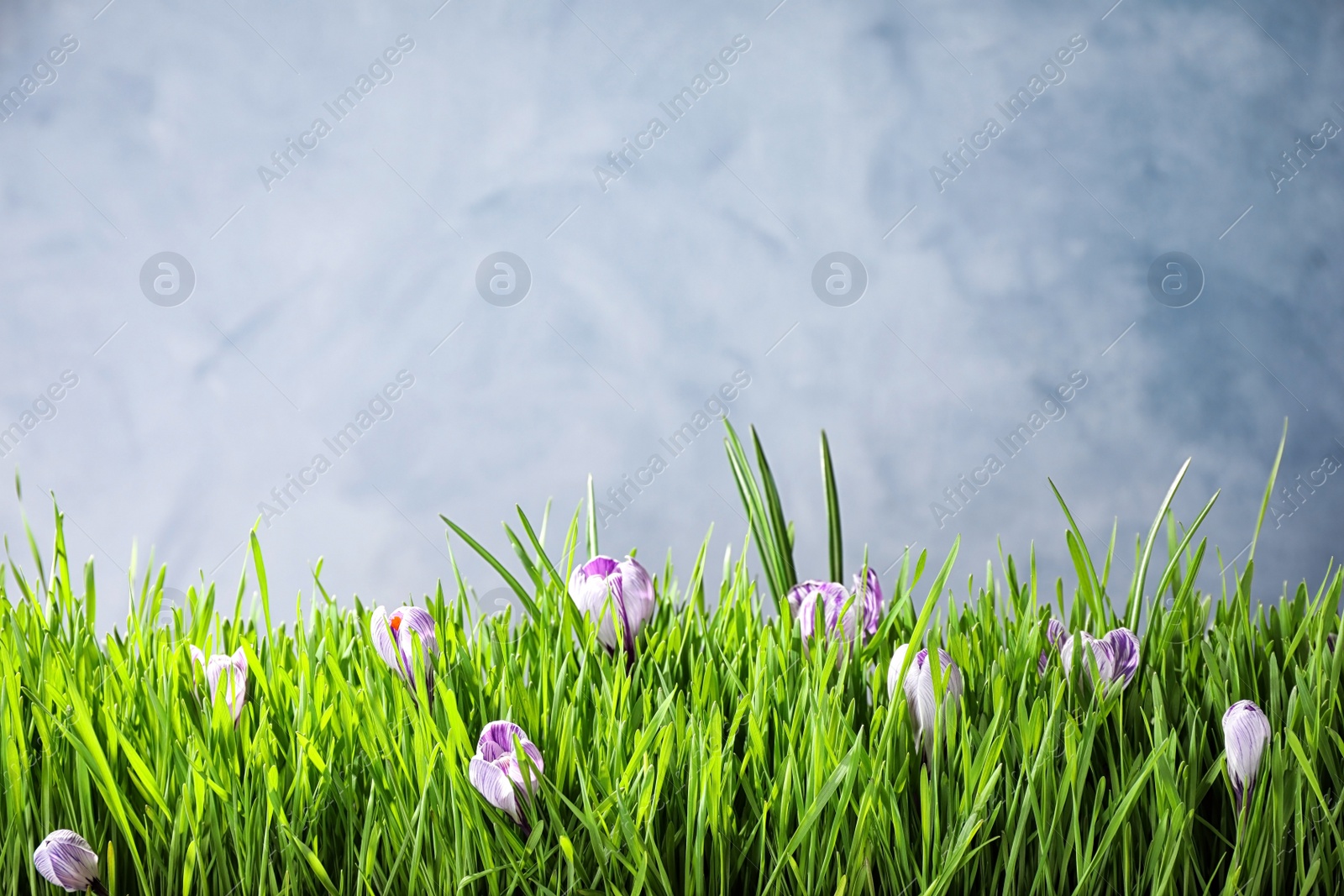 Photo of Fresh green grass and crocus flowers on light grey background, space for text. Spring season