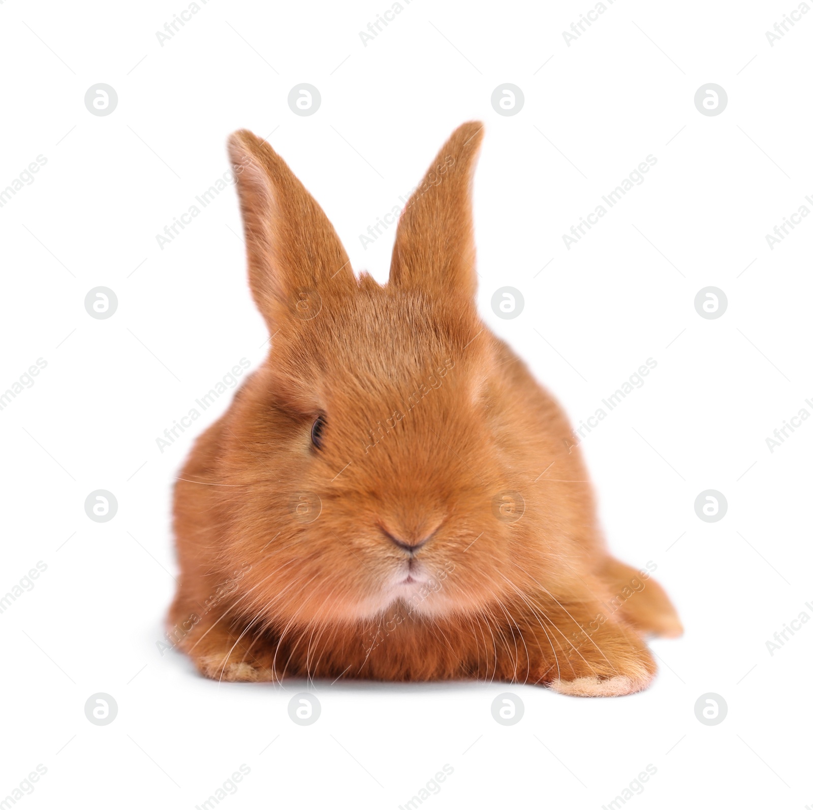 Image of Adorable fluffy Easter bunny on white background