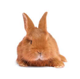 Image of Adorable fluffy Easter bunny on white background