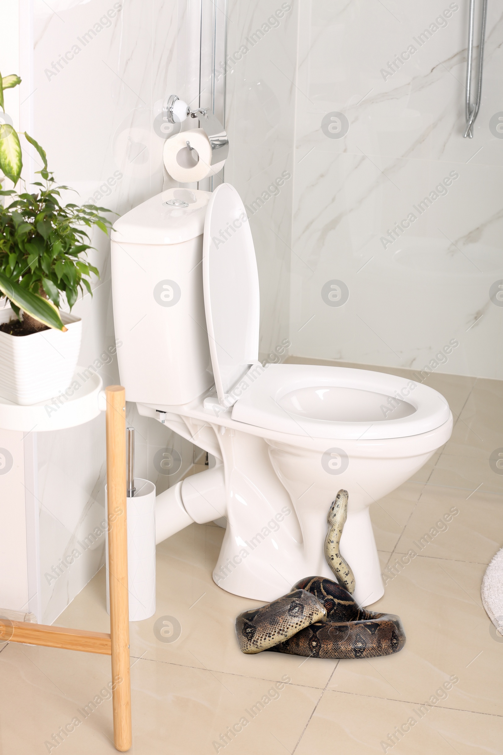 Image of Brown boa constrictor near toilet bowl in bathroom