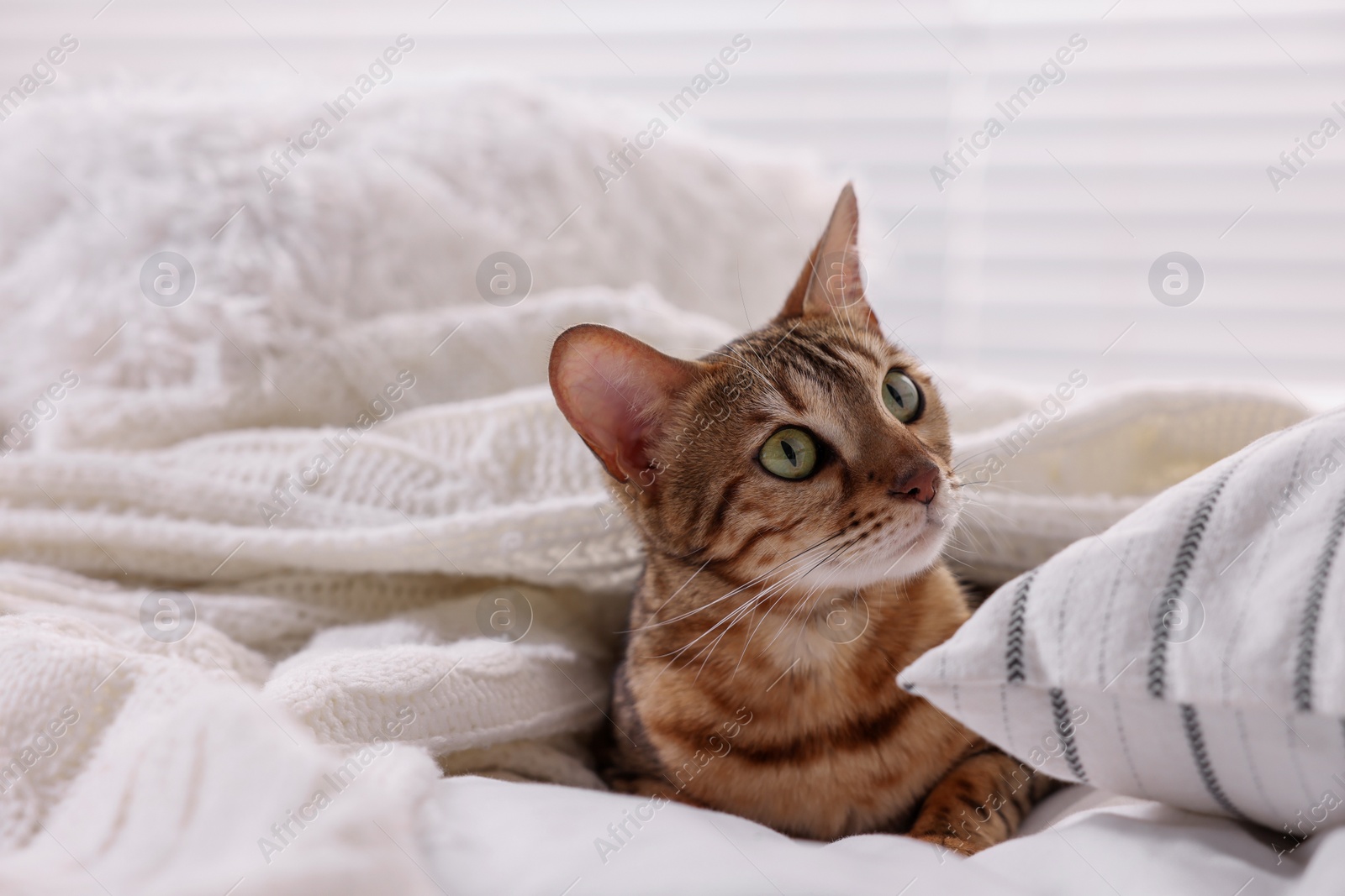 Photo of Cute Bengal cat lying on bed at home. Adorable pet