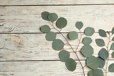 Eucalyptus branches with fresh green leaves on white wooden table, flat lay. Space for text