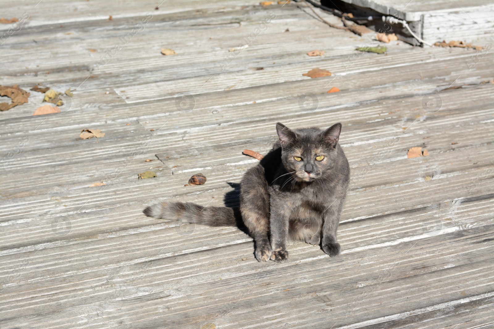 Photo of Lonely stray cat outdoors on sunny day, space for text. Homeless pet