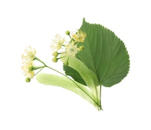 Photo of Beautiful linden tree blossom with young fresh green leaf isolated on white