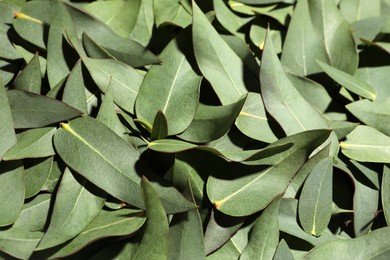 Many eucalyptus leaves as background, closeup view