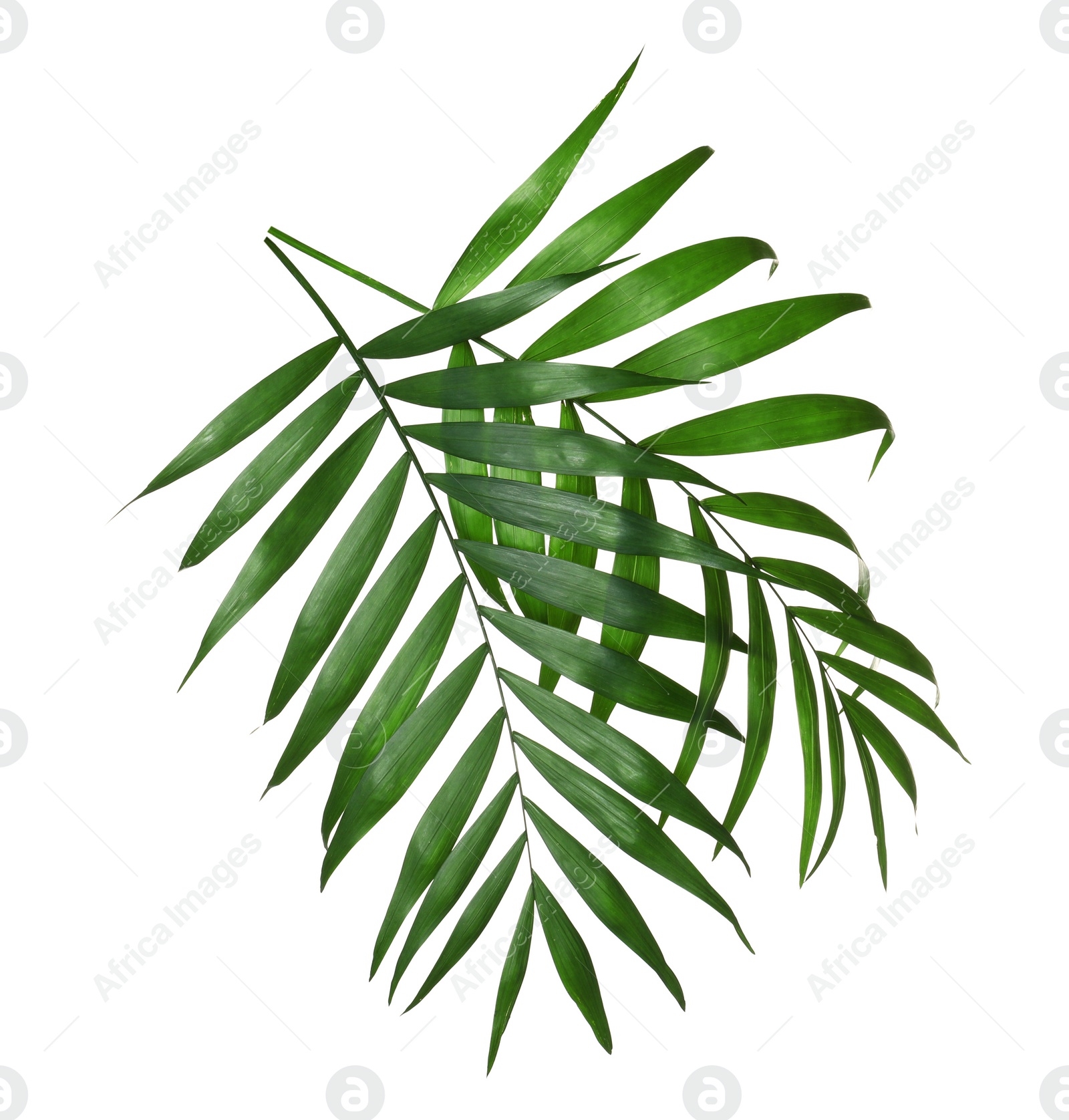 Photo of Beautiful lush tropical leaves isolated on white