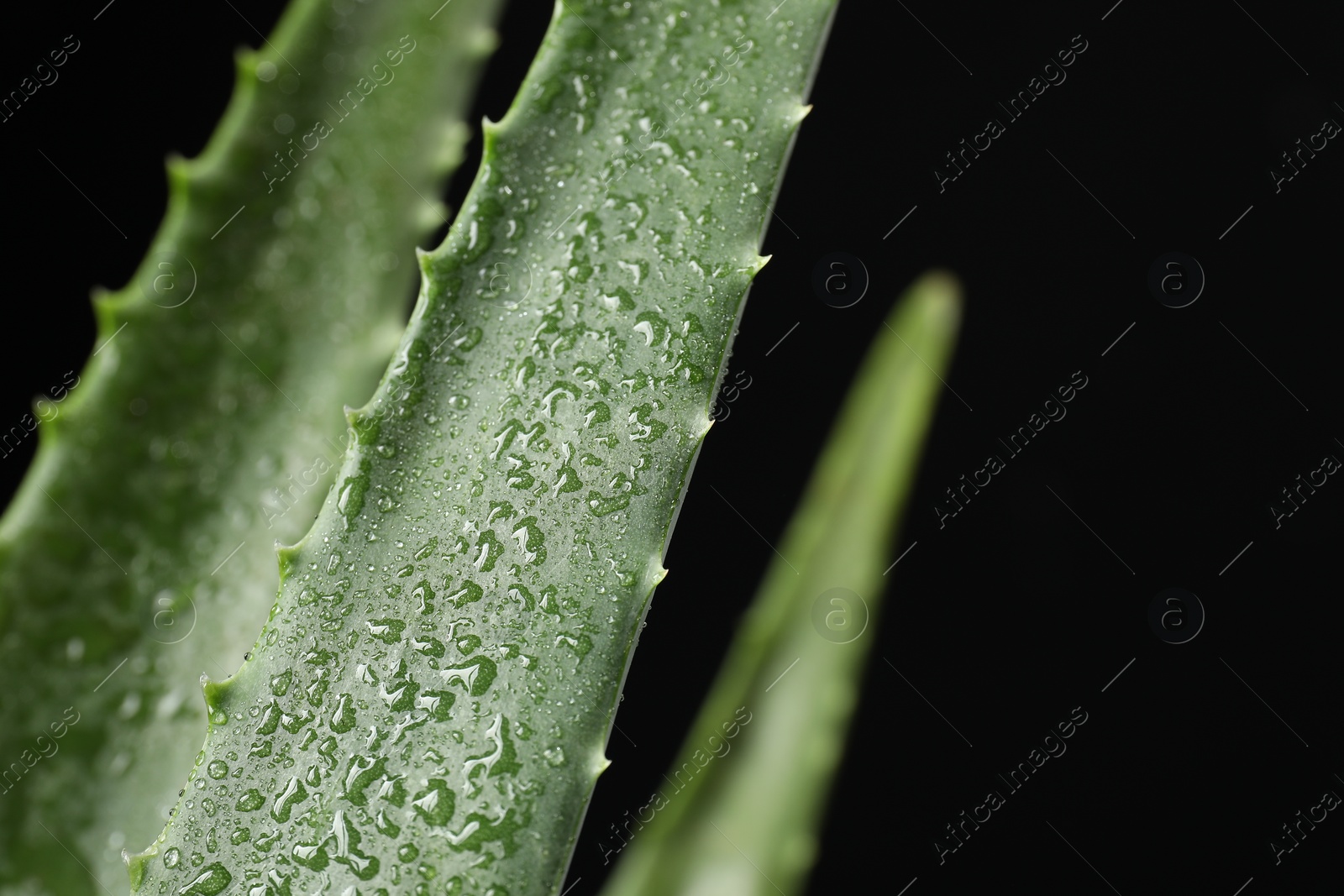 Photo of Green aloe vera plant with water drops on black background, closeup. Space for text