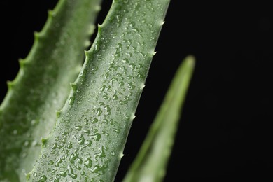 Green aloe vera plant with water drops on black background, closeup. Space for text