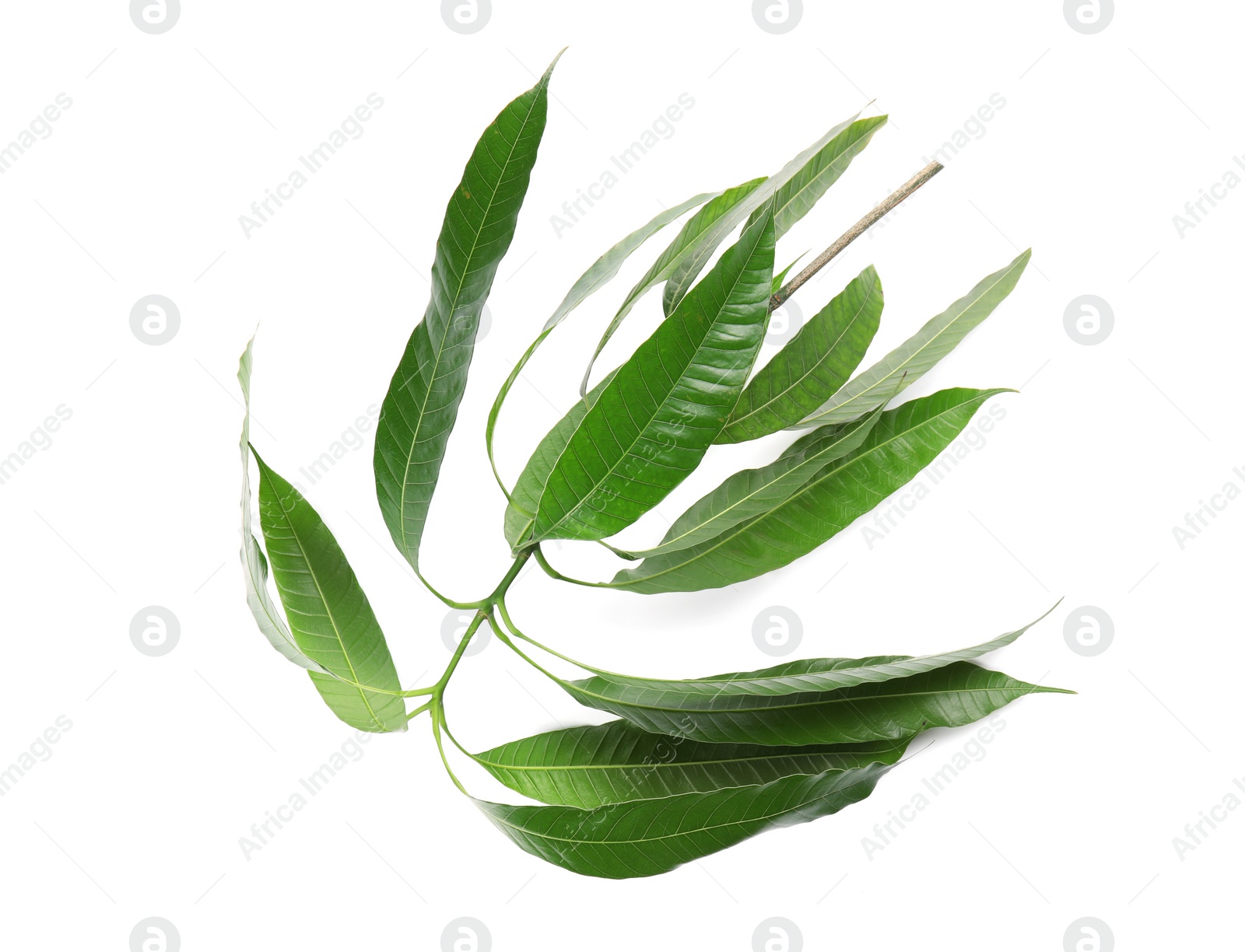 Photo of Branch of mango tree with green leaves on white background