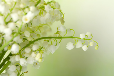 Beautiful lily of the valley flowers on light background, closeup