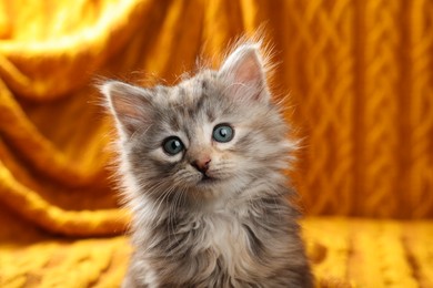 Photo of Cute kitten on blurred background. Baby animal