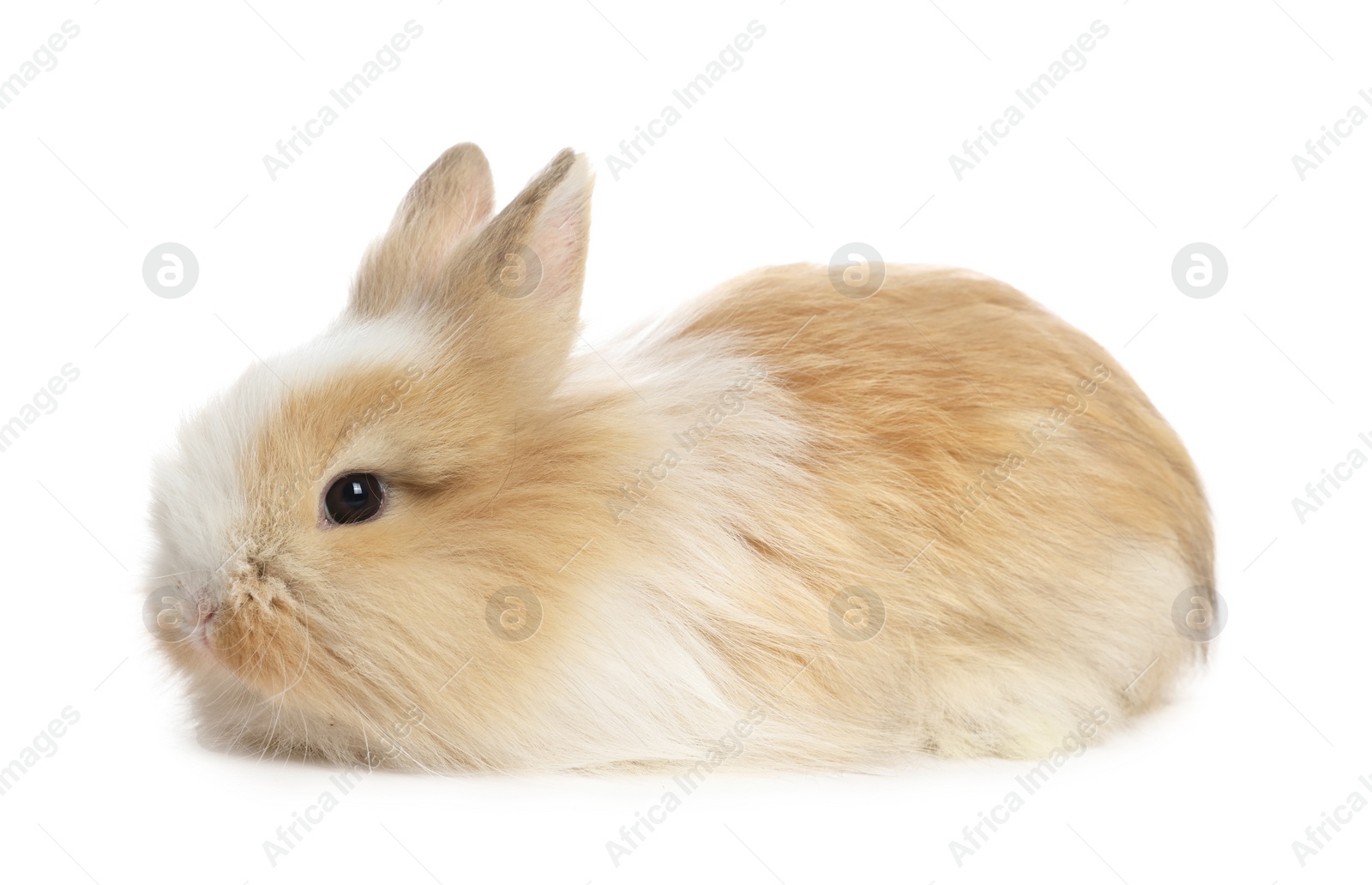 Photo of Cute fluffy pet rabbit isolated on white