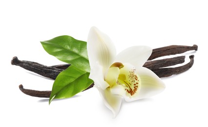 Image of Dried aromatic vanilla sticks, beautiful flower and green leaves on white background