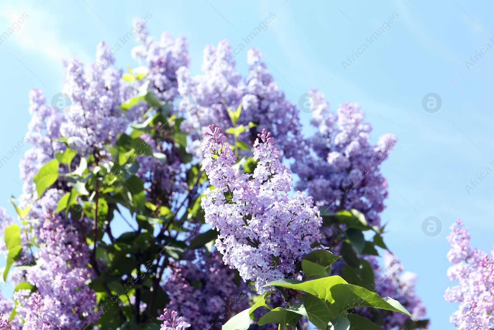 Photo of Closeup view of beautiful blooming lilac shrub outdoors