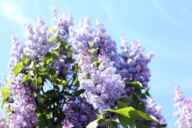 Photo of Closeup view of beautiful blooming lilac shrub outdoors